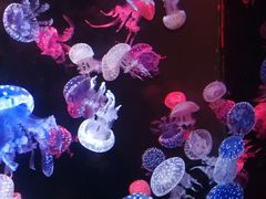 -烟台海昌鲸鲨海洋公园