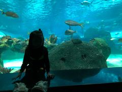 -瑞普利水族馆