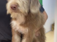 -小叮当动物医院·骨科·眼科