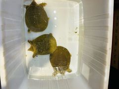 -百味地锅鸡(二店·财校分店)