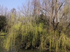-上海滨江森林公园