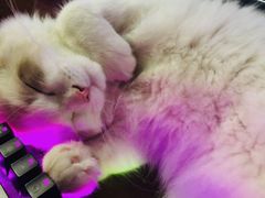 -创凡宠物医院·骨专科  猫科中心(西乡分院)