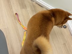 -柏萃动物医院·骨科·牙科
