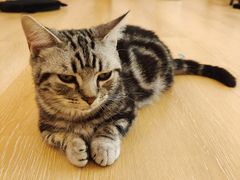 -猫咪派对(江南西店)