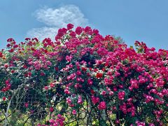 -国家植物园南园