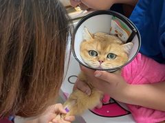 -伟伟宠物医院·瑞派猫友好医院·猫科(光谷店)