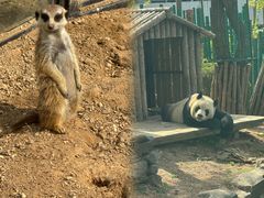 -大连森林动物园