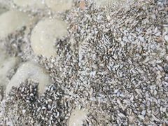 -碧海金沙