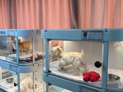 -翊宠yipet猫狗购宠庄园犬舍•猫舍