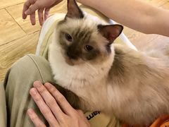 -萌喵咖啡屋(人民东路4号口M16商铺店)