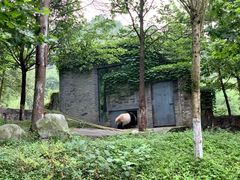-都江堰中华大熊猫苑