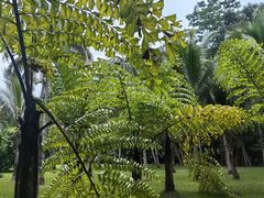 -中国科学院西双版纳热带植物园