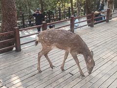 -野象谷景区