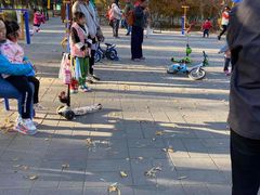 -大兴滨河森林公园