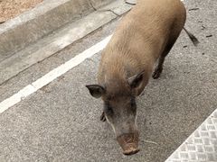 -清迈夜间动物园