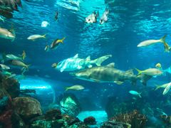 -瑞普利水族馆