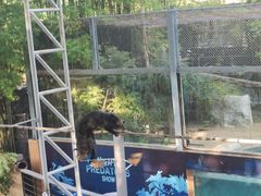 -清迈夜间动物园