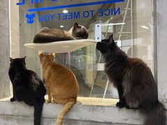 -Heymao猫咖.咖啡厅(东门店)