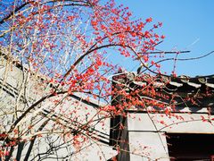 -护国寺小吃(地安门店)
