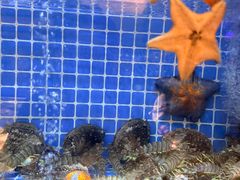 -连鹭海鲜·海肠捞饭·海胆饭(星海店)