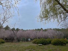 -浮来山风景区