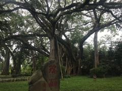 -瑞丽独树成林风景区