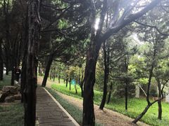 -嘉定紫藤园