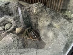 -武汉动物园