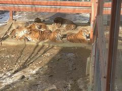 -栾川竹海野生动物园