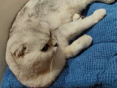 -有猫主题·治愈系猫咖(曾厝垵店)