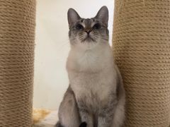 -藏猫猫咖啡主题馆(中央大道店)