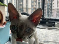 -爱侣宠医·鹦鹉专科·小型哺乳类·异宠专科(灵石路店)