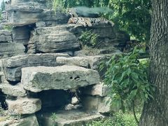 -上海野生动物园