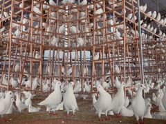 -皇鸽餐厅(龙塘店)