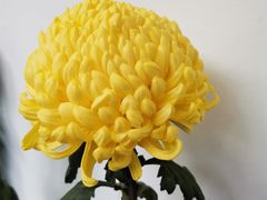 -杭州植物园