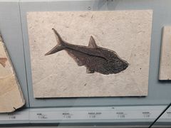 -湖南省地质博物馆