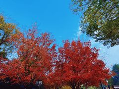 -香山公园