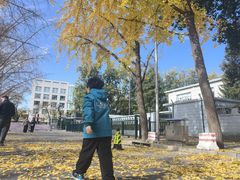 -三里屯东五街银杏大道