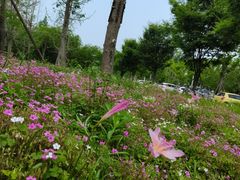 -白鹭湾湿地公园