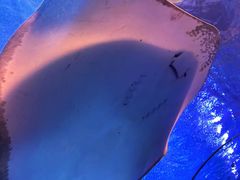 -太平洋海底世界