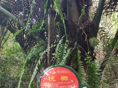 -呀诺达热带雨林