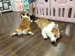 -柯斗斗主题餐厅·狗咖·围炉煮茶·茶饮(国瑞升平里店)