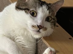 -瑞派动物医院·猫专科·至诚(江南中分院)