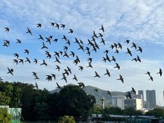 -深圳野生动物园