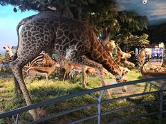 -国家自然博物馆