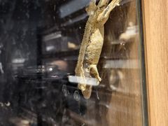 -酷以爬仙阁实体爬宠店·守宫·蜥蜴·专业繁育