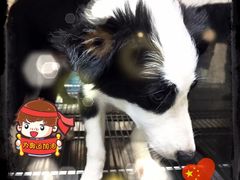 -仁华宠物医院(青羊店)