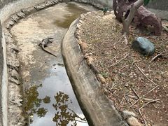 -野象谷景区