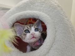 -小猫来了·猫咪专售(红山六九七九店)