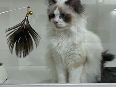 -青奢宠物·青奢猫舍